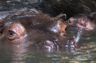 L'hippopotame est l'espèce "la plus mentionnée" dans les incidents avec les humains causant morts et blessés, selon une étude ivoirienne (archive/image prétexte). KEYSTONE/GEORGIOS KEFALAS